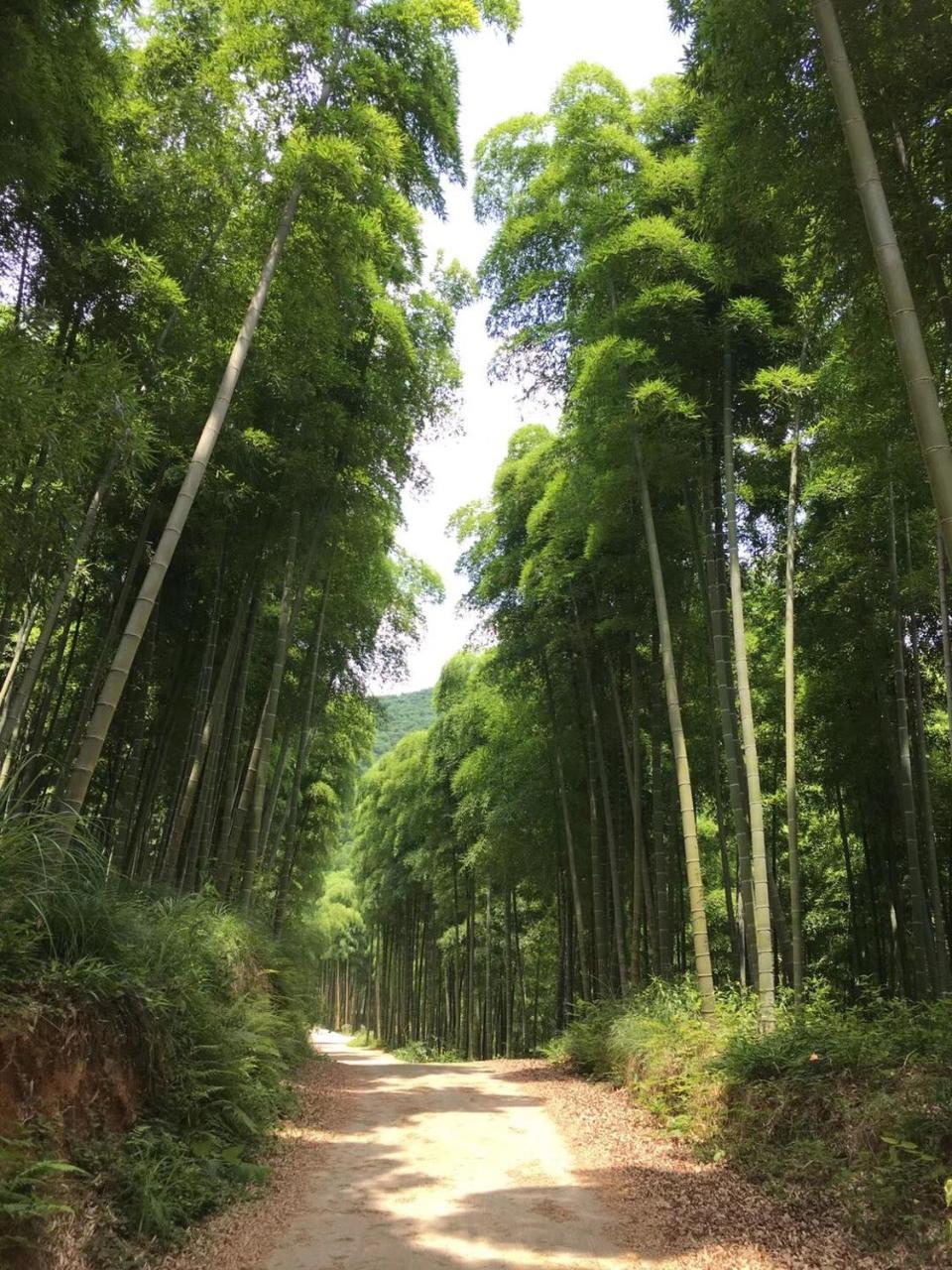 德清莫干山竹景山庄住宿加早餐旅馆 外观 照片