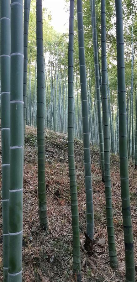 德清莫干山竹景山庄住宿加早餐旅馆 外观 照片